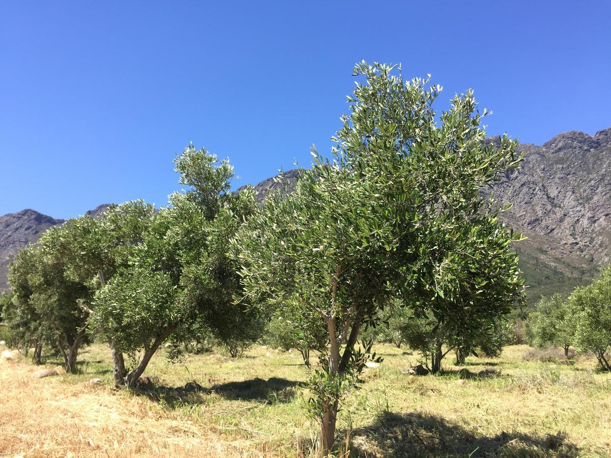 Olive Cottage Franschhoek Exteriör bild